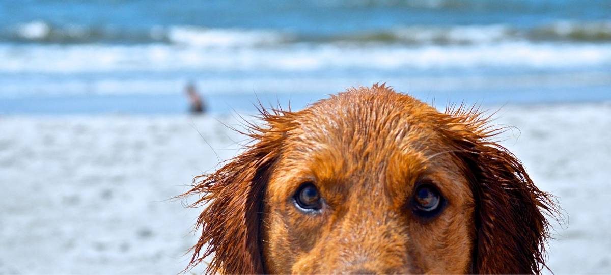 are dogs allowed on obx beaches